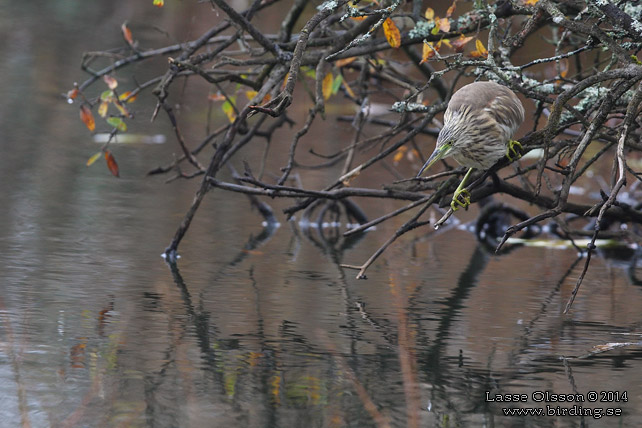 RALLHÄGER / SQUACCO HERON (Ardeola ralloides) - STOR BILD / FULL SIZE