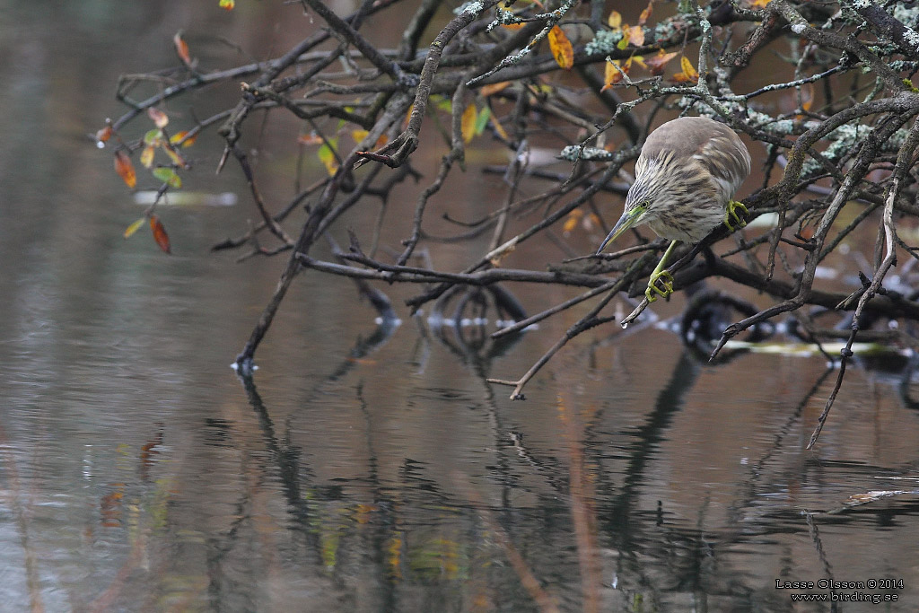 RALLHGER / SQUACCO HERON (Ardeola ralloides) - Stng / Close