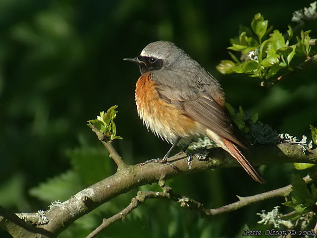 RDSTJRT / COMMON REDSTART (Phoenicurus phoenicurus)