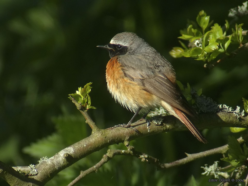 RDSTJRT / COMMON REDSTART (Phoenicurus phoenicurus) - Stng / Close