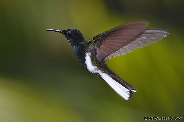 BLACK JACOBIN (Florisuga fusca) - stor bild / full size