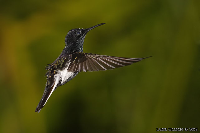 BLACK JACOBIN (Florisuga fusca) - stor bild / full size