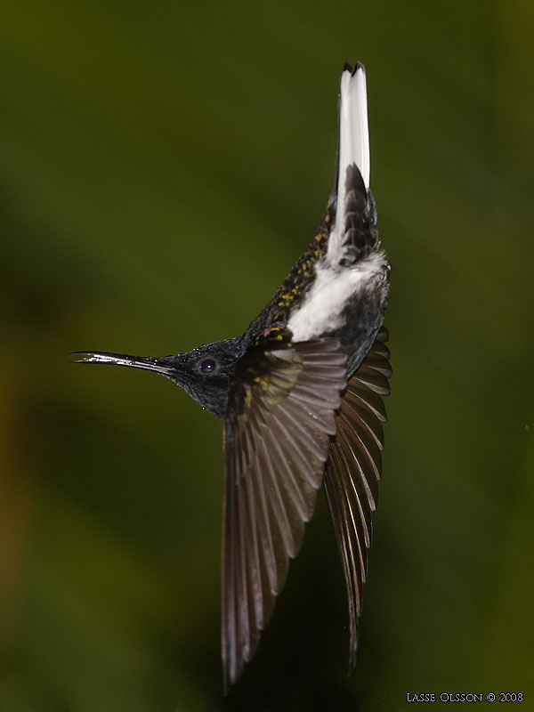 BLACK JACOBIN (Florisuga fusca) - Stng / Close