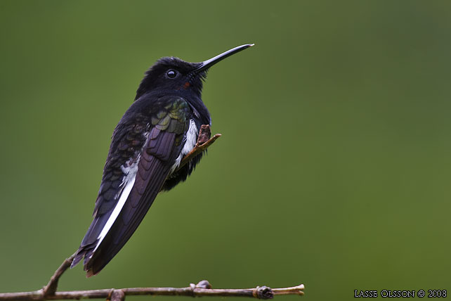 BLACK JACOBIN (Florisuga fusca) - stor bild / full size