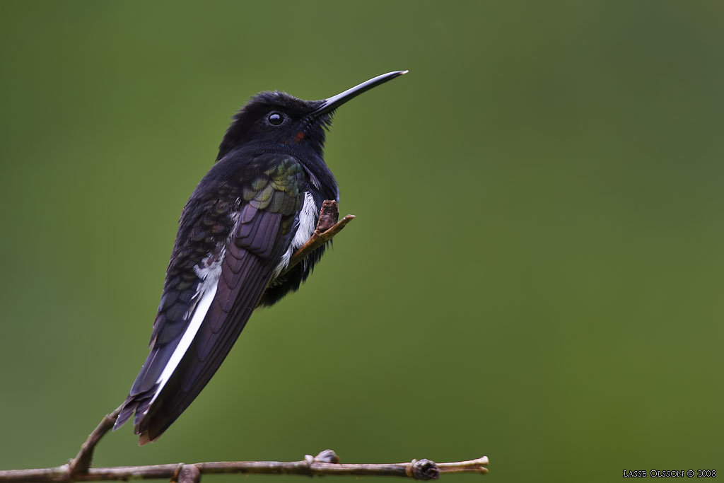 BLACK JACOBIN (Florisuga fusca) - Stng / Close