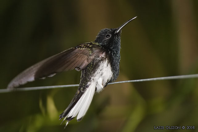 BLACK JACOBIN (Florisuga fusca) - stor bild / full size