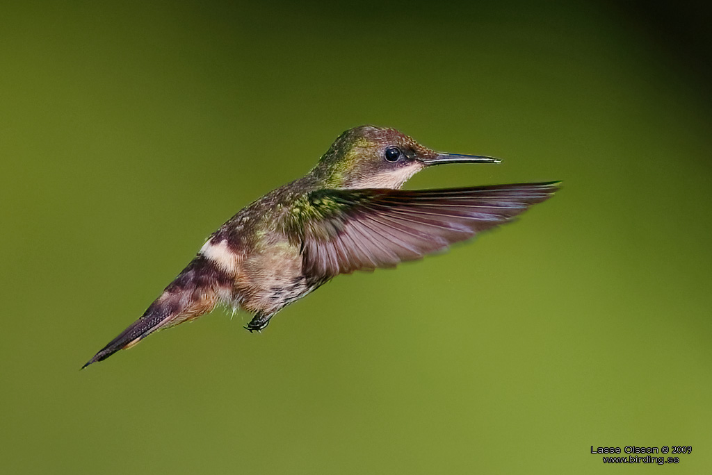 FESTIVE COQUETTE (Lophornis chalybeus) - Stng / Close