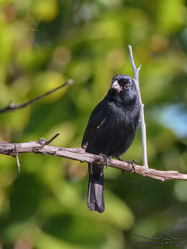 CUBAN  BULLFINCH  (Melopyrrha nigra) - Stäng / Close