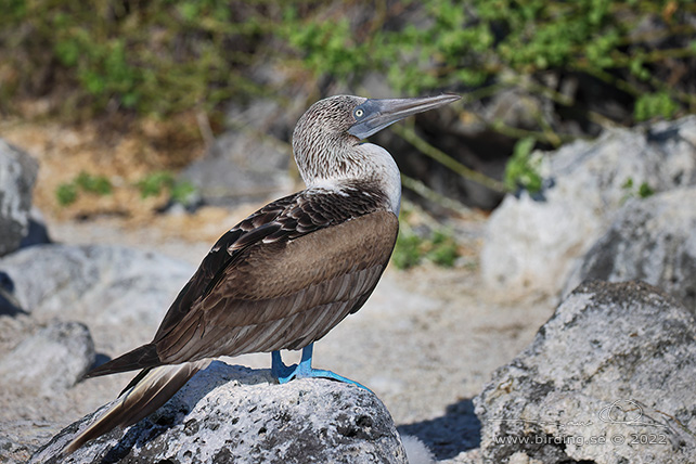 BLUE-FOOTED BOOBY (Sula nebouxii) - stor bild / full size