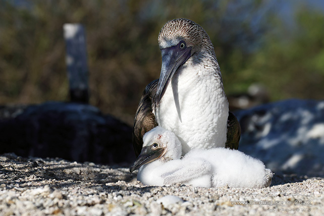 BLUE-FOOTED BOOBY (Sula nebouxii) - stor bild / full size
