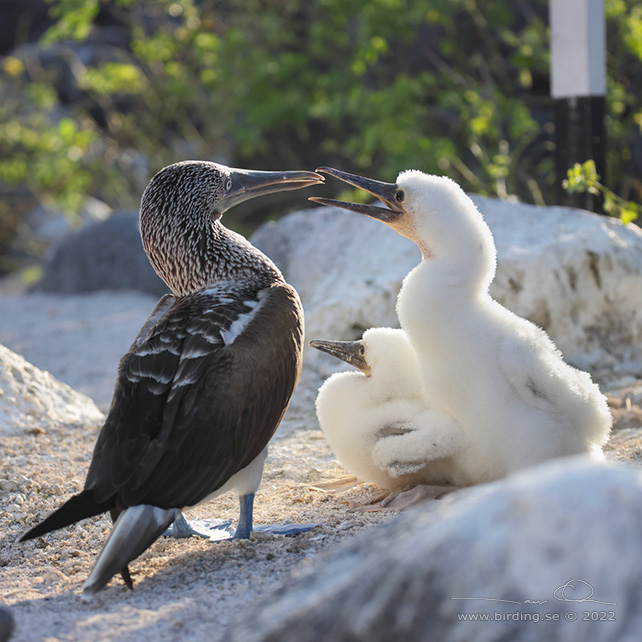 BLUE-FOOTED BOOBY (Sula nebouxii) - stor bild / full size