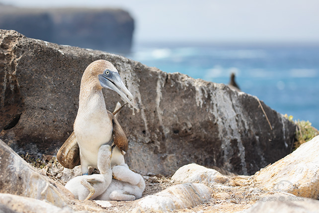 BLUE-FOOTED BOOBY (Sula nebouxii) - stor bild / full size