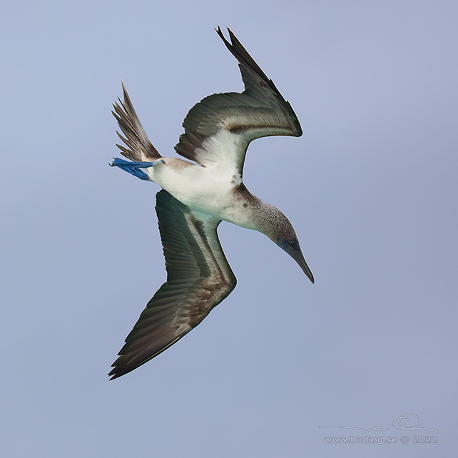 BLUE-FOOTED BOOBY (Sula nebouxii) - stor bild / full size