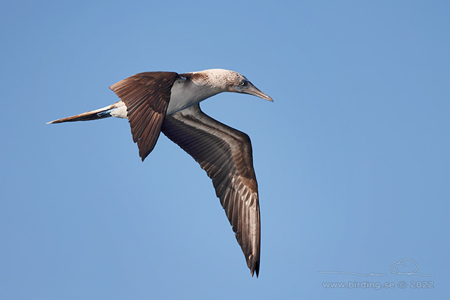 BLUE-FOOTED BOOBY (Sula nebouxii) - stor bild / full size