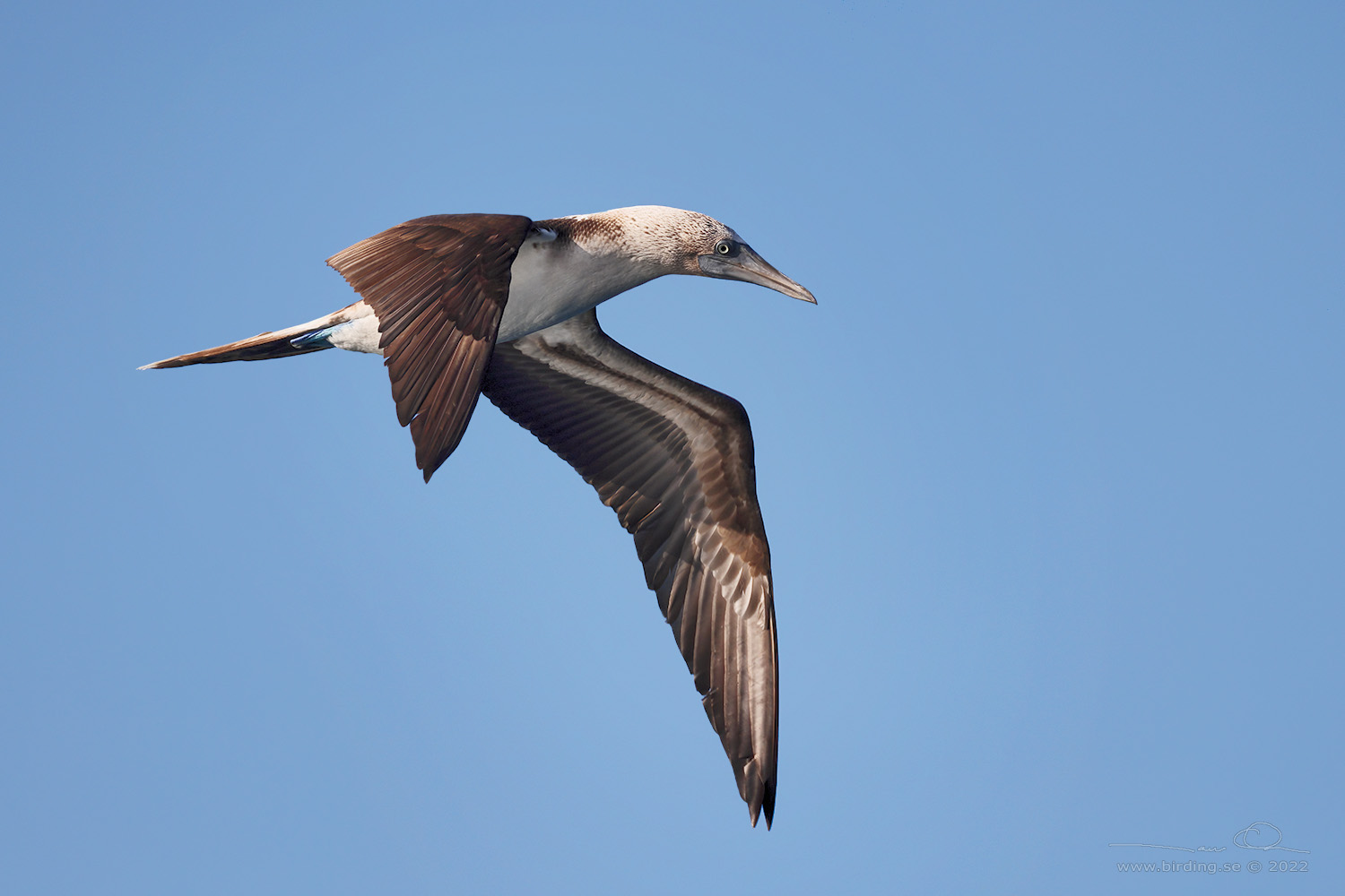 BLUE-FOOTED BOOBY (Sula nebouxii) - Stäng / close
