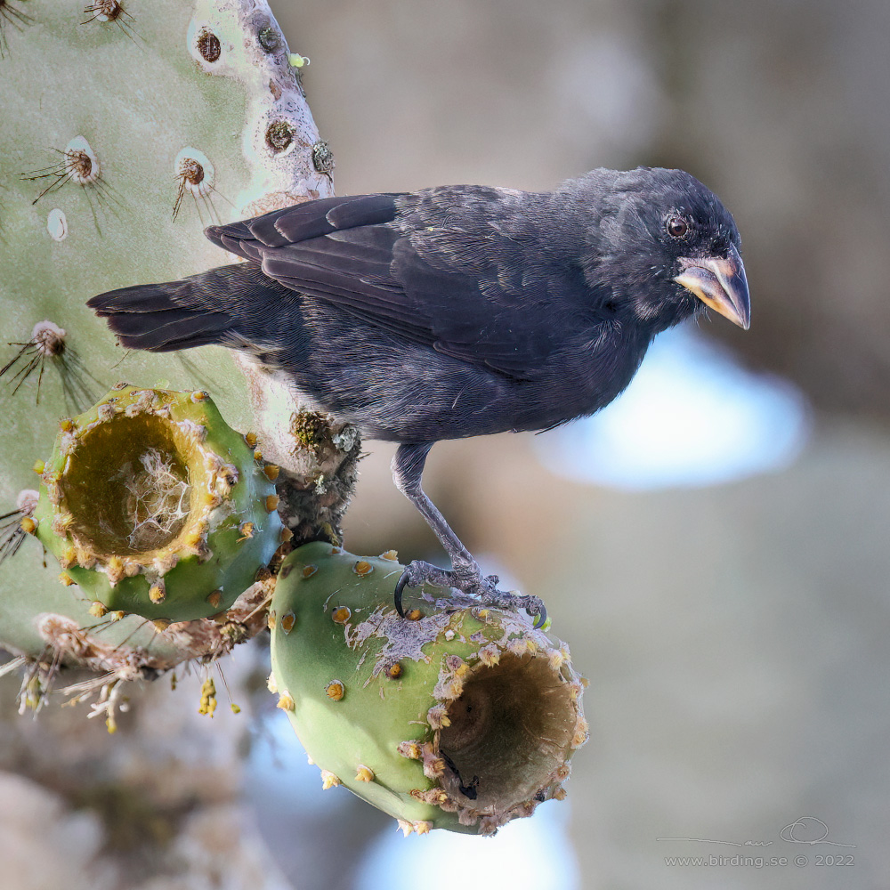 COMMON CACTUS FINCH (Geospiza scandens) - Stäng / close