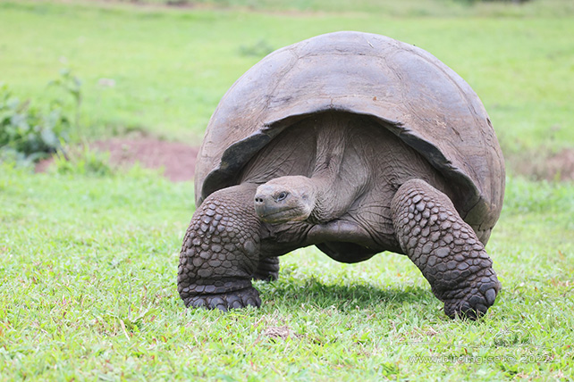 GALAPAGOS GIANT TORTOISE (Chelonoidis niger) - stor bild / full size