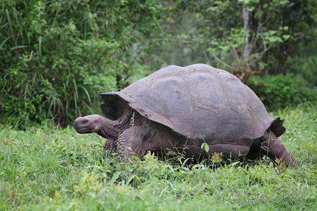 GALAPAGOS GIANT TORTOISE (Chelonoidis niger) - stor bild / full size