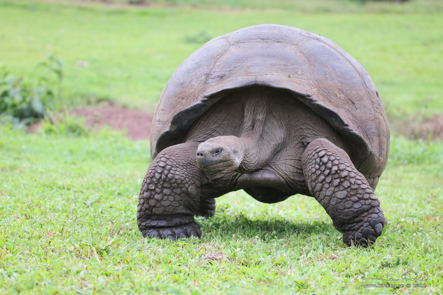 GALAPAGOS GIANT TORTOISE (Chelonoidis niger) - Stäng / close