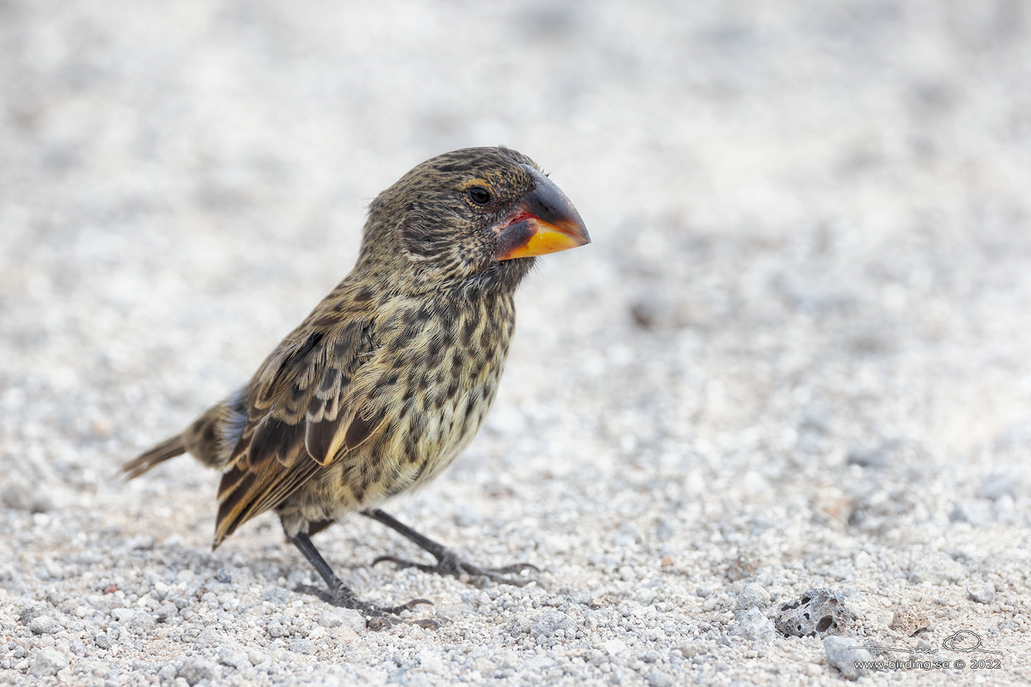 LARGE GROUND FINCH (Geospiza magnirostris) - Stäng / close