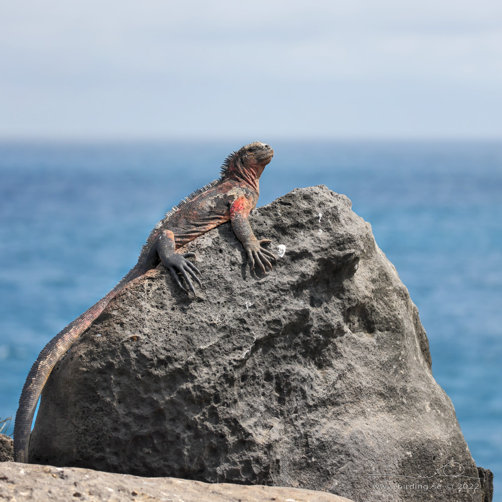MARINE IGUANA (Amblyrhynchus cristatus) - Stäng / close