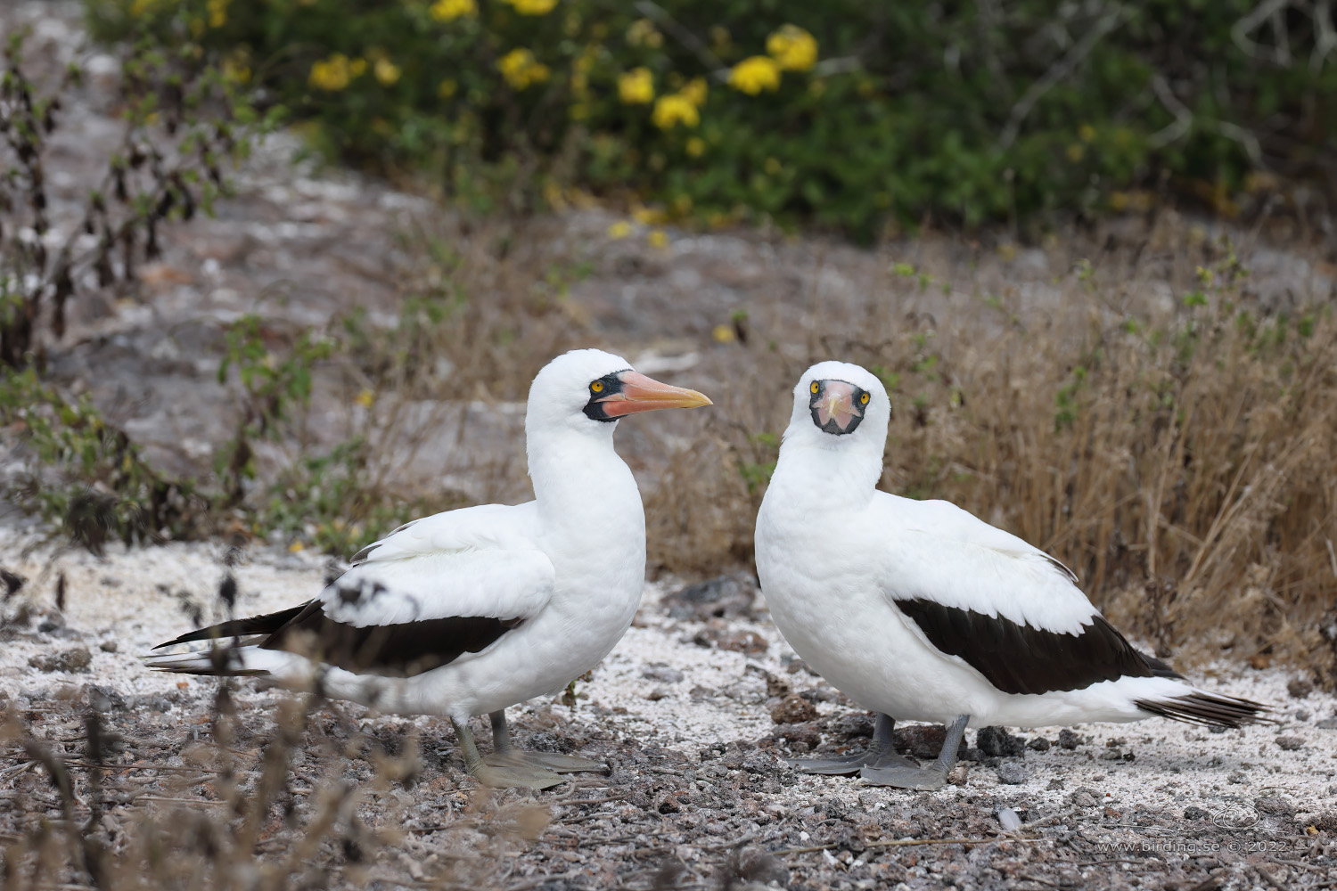 NAZCA BOOBY (Sula granti) - Stäng / close