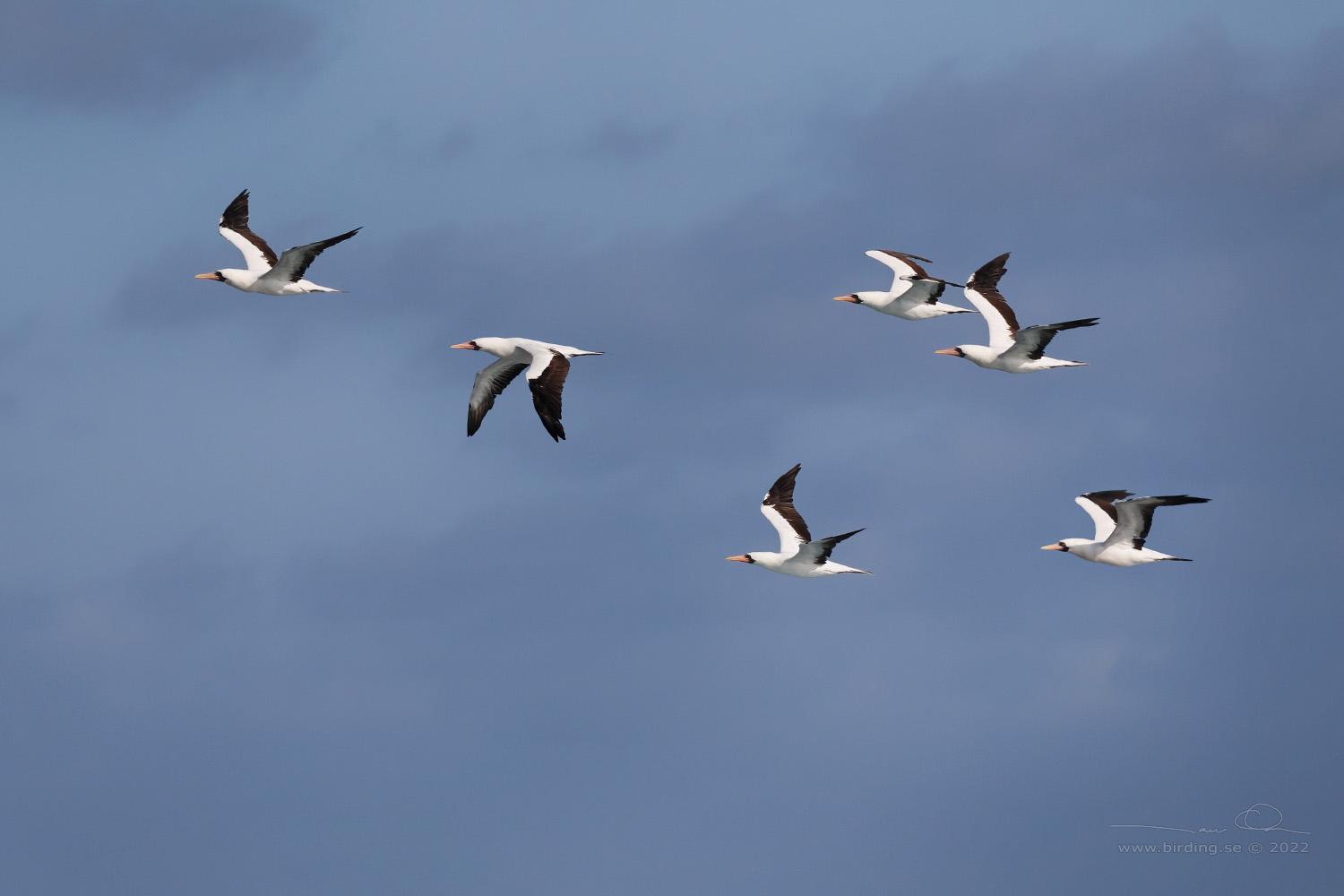 NAZCA BOOBY (Sula granti) - Stäng / close