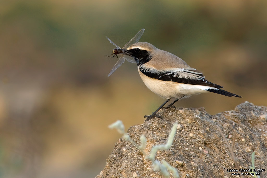 KENSTENSKVTTA / DESERT WHEATEAR (Oenanthe deserti) - Stng / Close