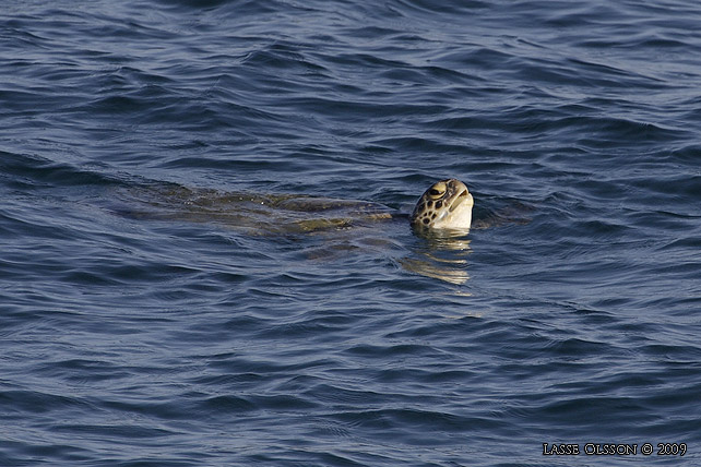SOPPSKLDPADDA / GREEN TURTLE (Chelonia mydas) - stor bild / full size