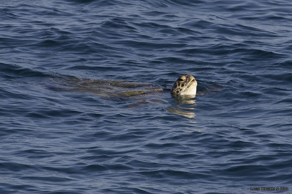 SOPPSKLDPADDA / GREEN TURTLE (Chelonia mydas) - Stng / Close