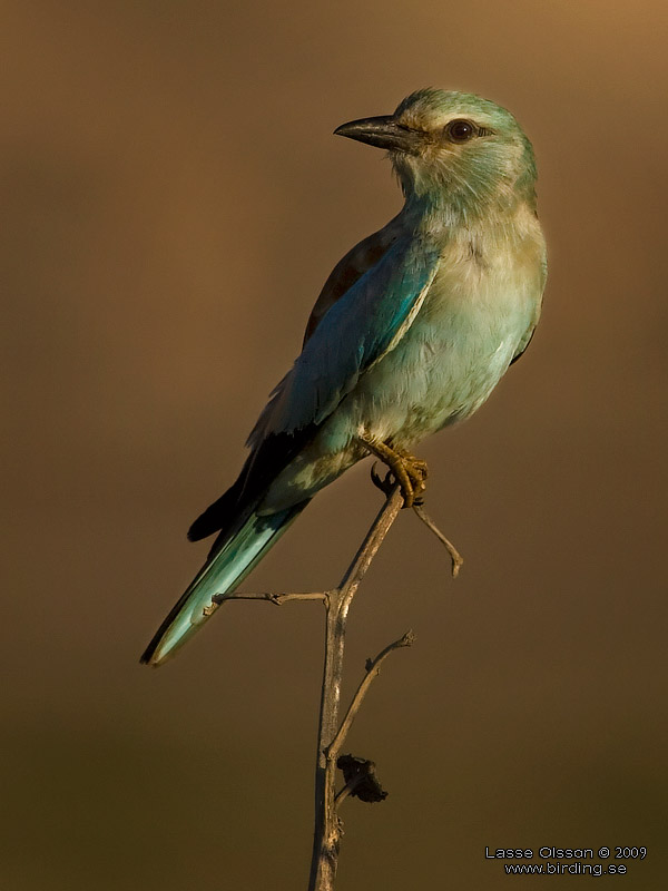BLKRKA / EUROPEAN ROLLER (Coracias garrulus) - Stng / Close