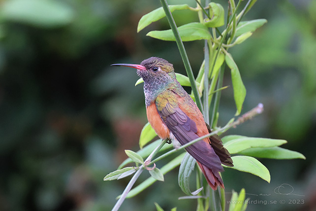 AMAZILIA HUMMINGBIRD (Amazilis amazilia) - stor bild / full size