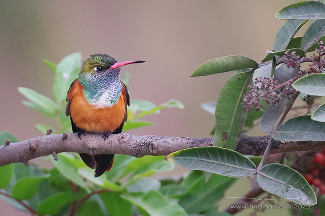 AMAZILIA HUMMINGBIRD (Amazilis amazilia) - stor bild / full size