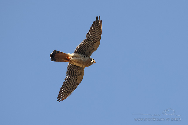 AMERICAN KESTREL (Falco sparverius) - stor bild / full size