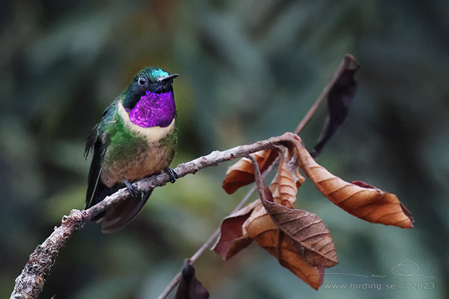 AMETHYST-THROATED SUNANGEL (Heliangelus amethysticollis) - stor bild / full size