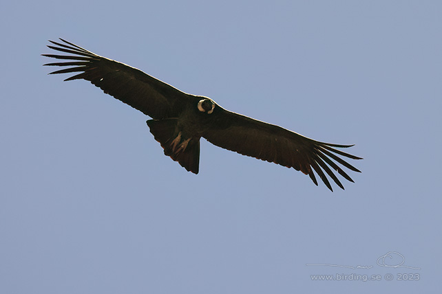 ANDEAN CONDOR (Vultur gyphus) - stor bild / full size