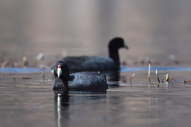 ANDEAN COOT (Fulica ardesiaca) - stor bild / full size
