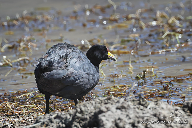 ANDEAN COOT (Fulica ardesiaca) - stor bild / full size