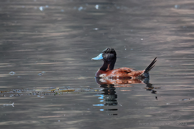 ANDEAN DUCK (Oxyura ferruginea) - stor bild / full size