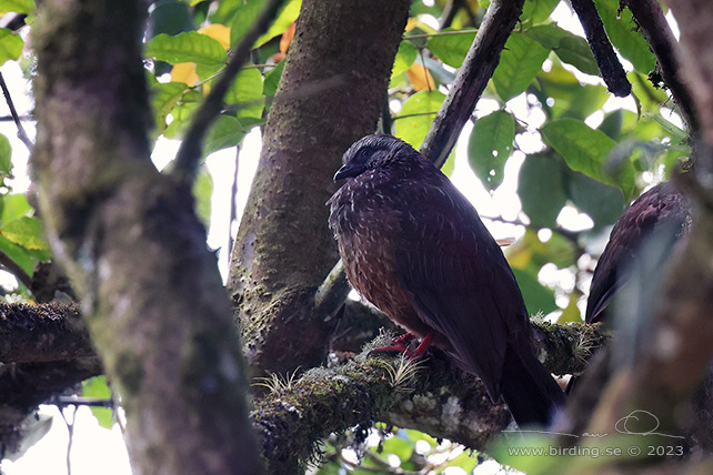 ANDEAN GUAN (Penelope montagnii) - stor bild / full size