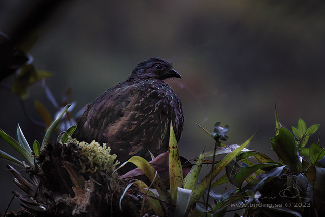 ANDEAN GUAN (Penelope montagnii) - stor bild / full size