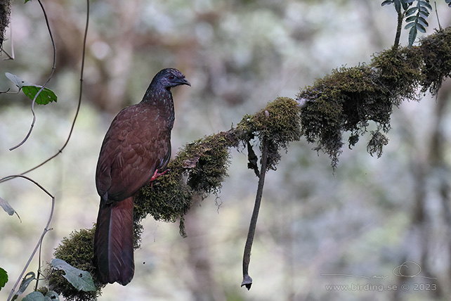 ANDEAN GUAN (Penelope montagnii) - stor bild / full size