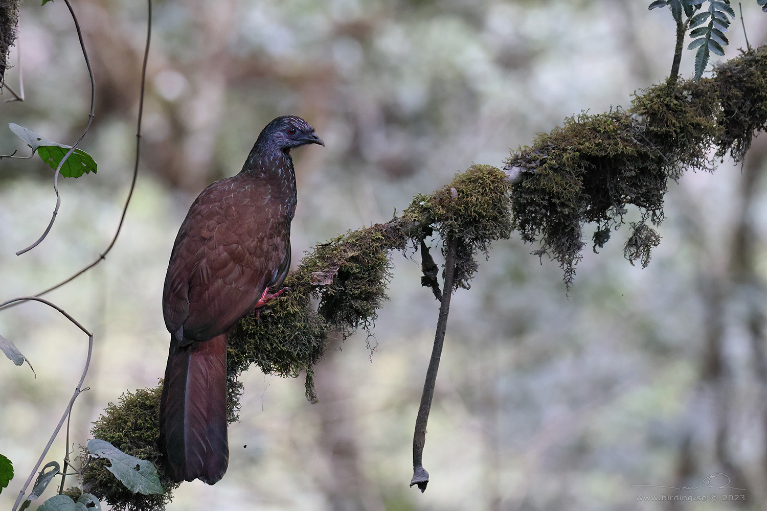 ANDEAN GUAN (Penelope montagnii) - Stäng / close