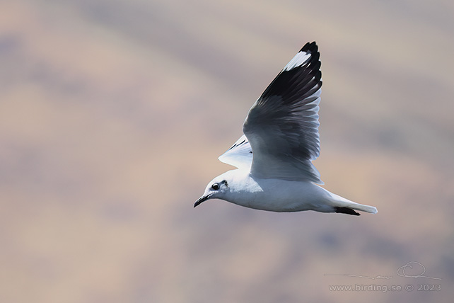 ANDEAN GULL (Chroicocephalus serranus) - Stäng / close