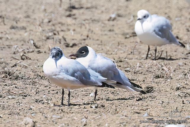 ANDEAN GULL (Chroicocephalus serranus) - Stäng / close