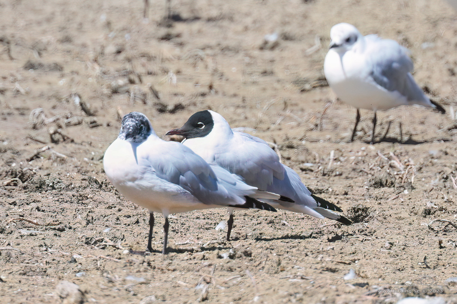 ANDEAN GULL (Chroicocephalus serranus) - Stäng / close