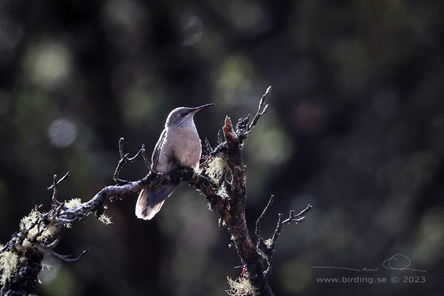 ANDEAN HILLSTAR (Oreotrochilus estella) - stor bild / full size