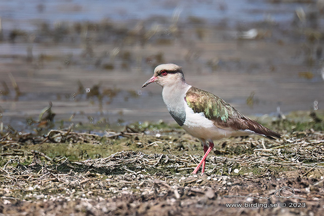 ANDEAN LAPWING (Vanellus resplendens) - Stäng / close