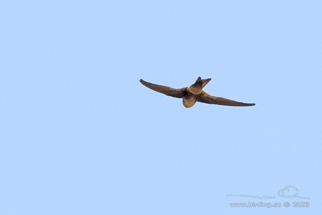 ANDEAN SWIFT (Aeronautes andecolus) - Stäng / close