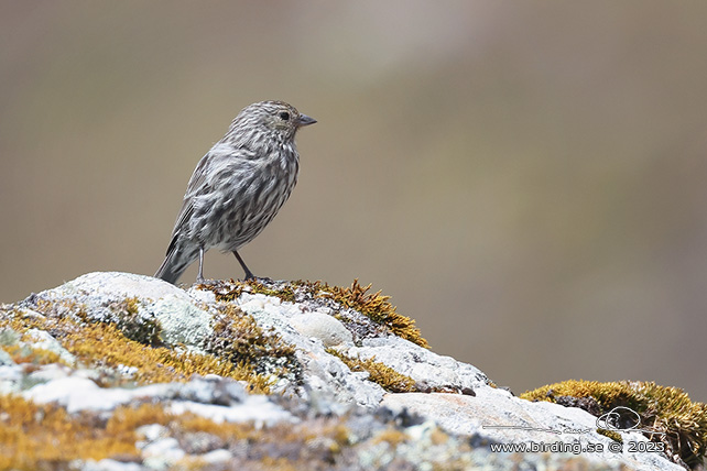 ASH-BREASTED SIERRA FINCH (Geospizopsis plebejus) - Stäng / close